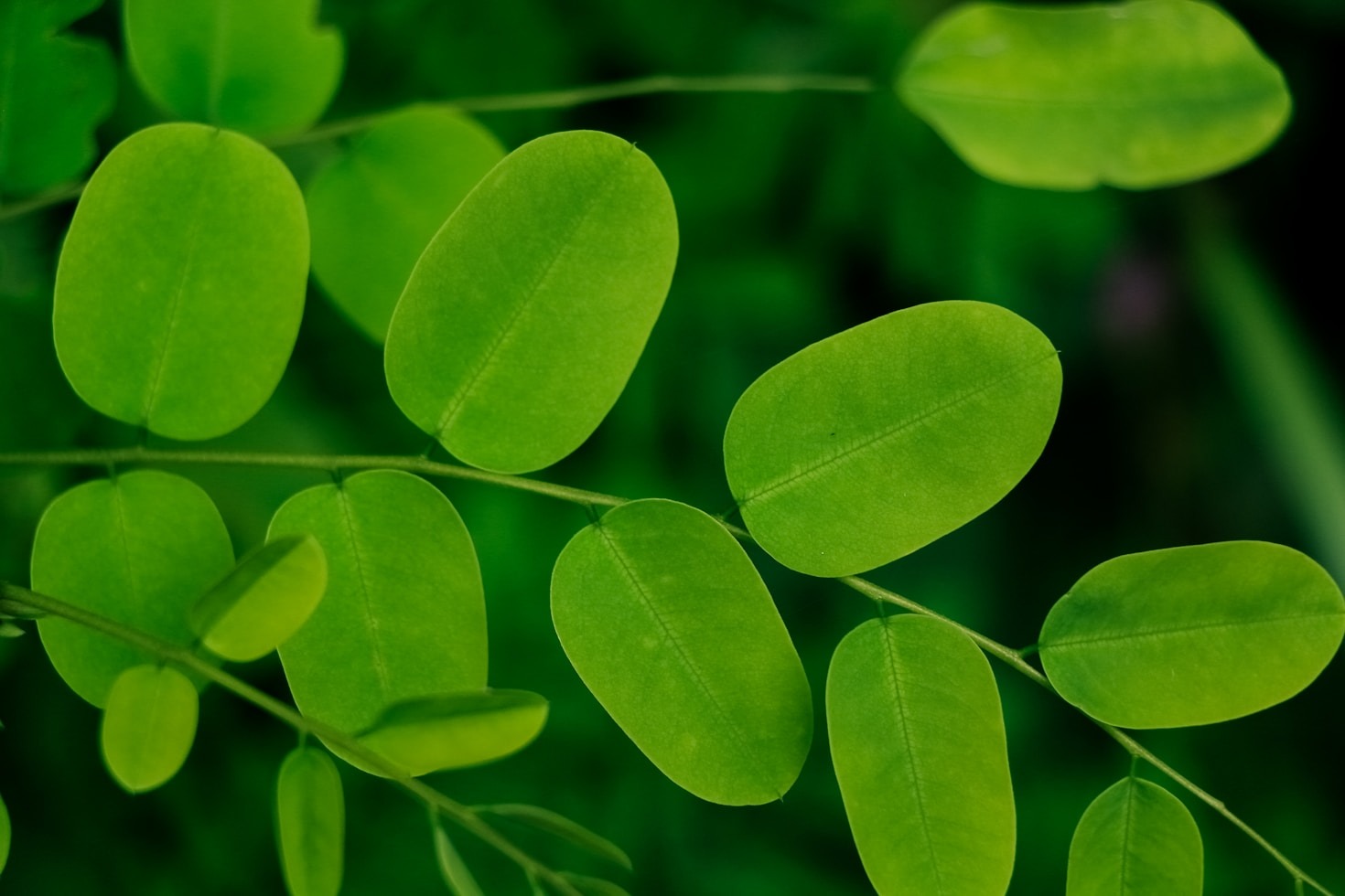 The History and Science of Moringa Explained