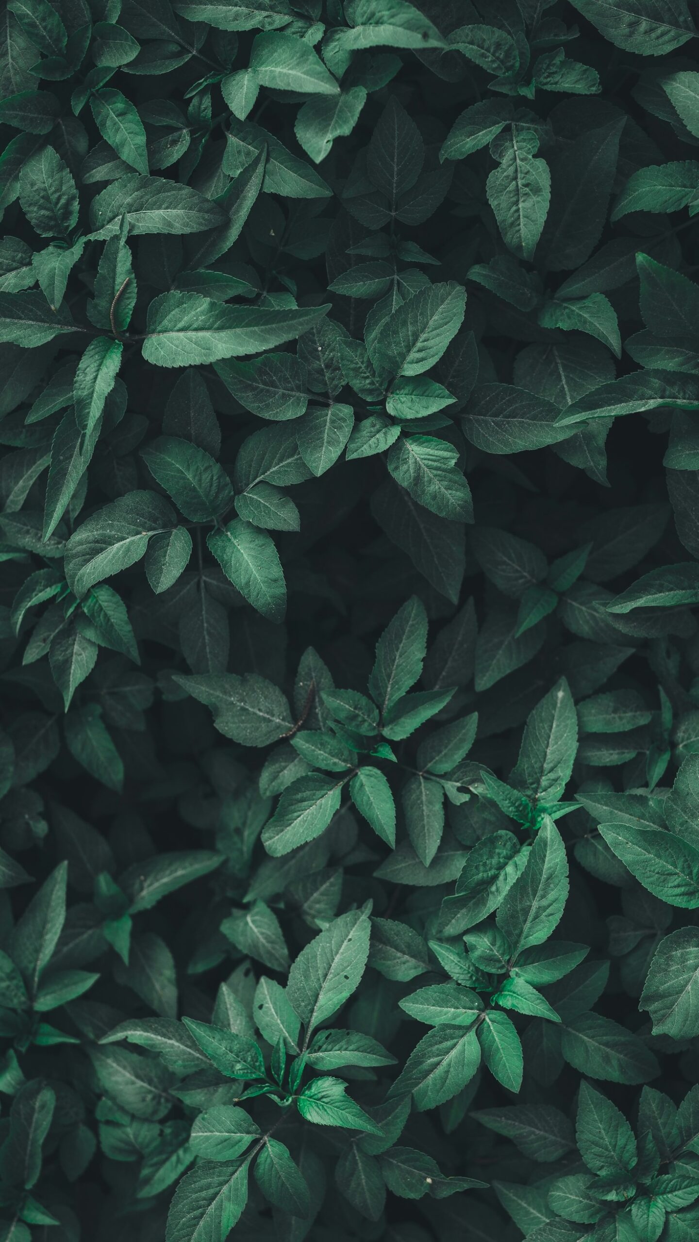 How Moringa Supports the Immune System for Better Health