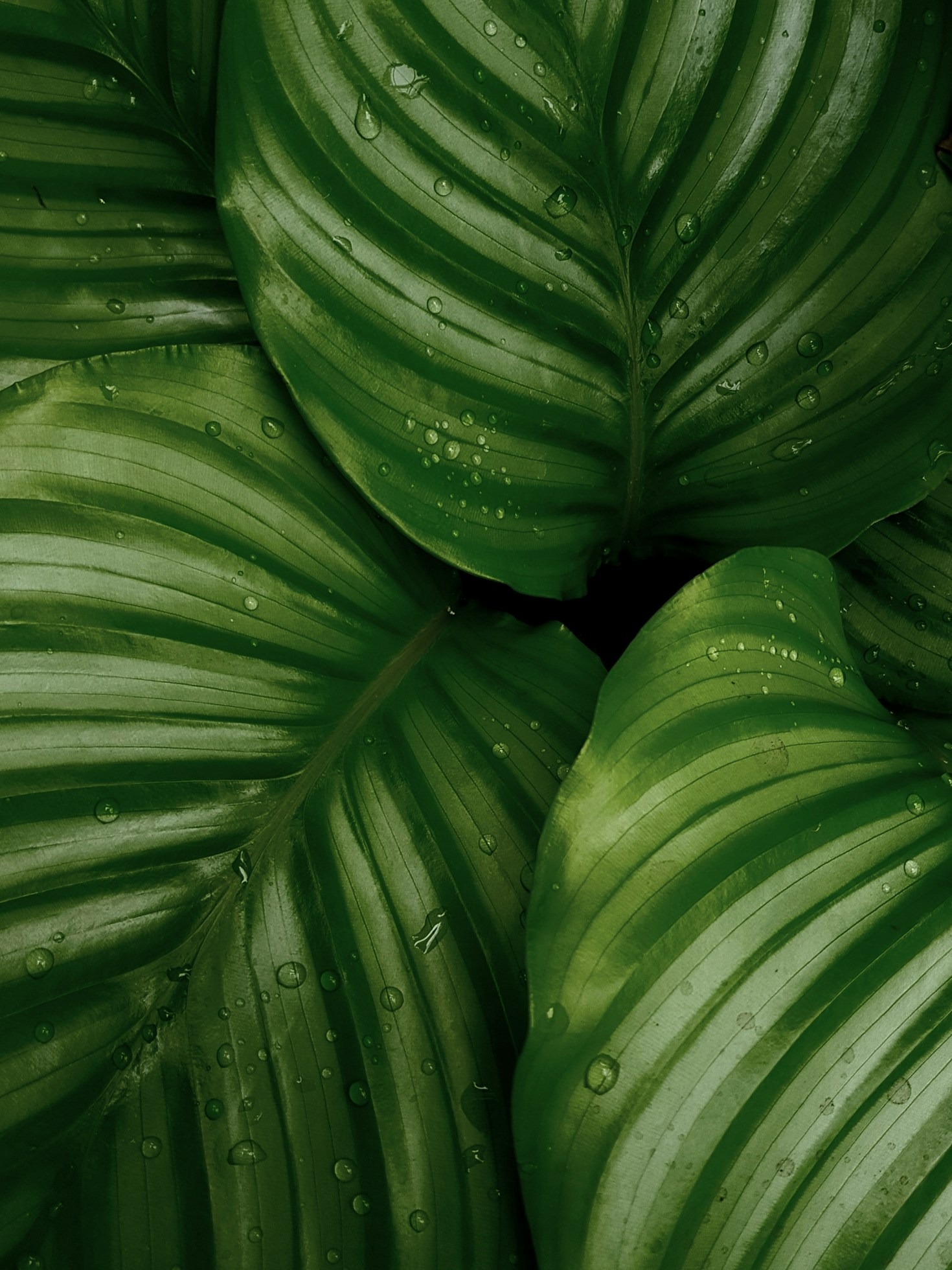 The Ultimate Guide to Moringa Tea Benefits