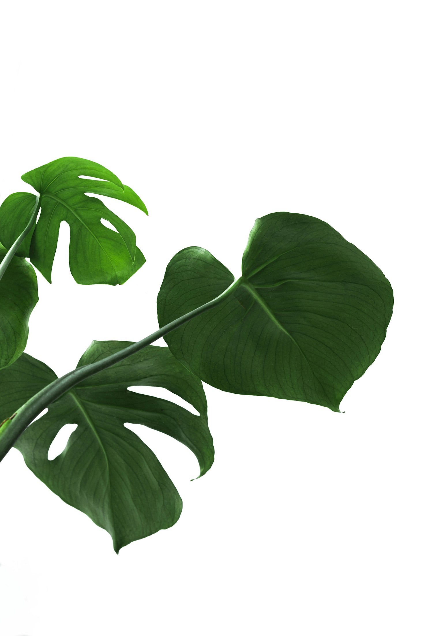 Sustainable Living with Moringa: The Eco-Friendly Superfood You Need