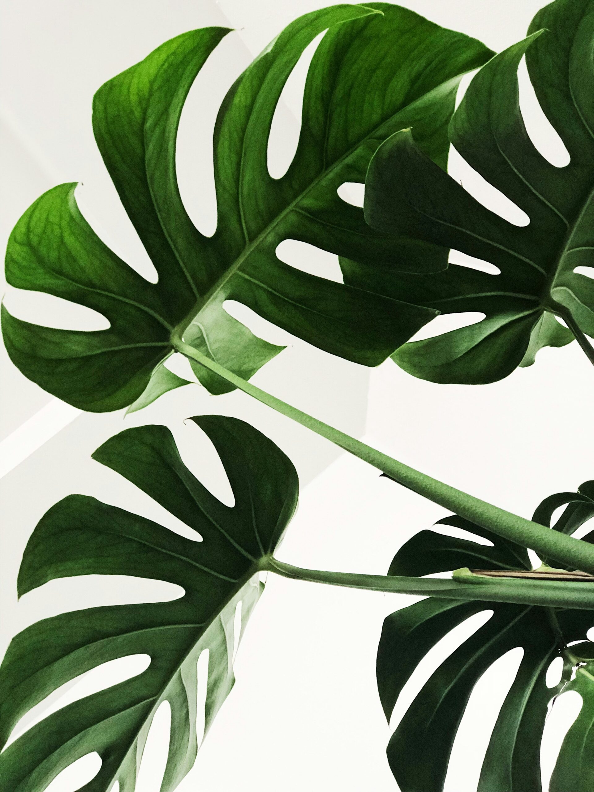 Moringa Health Benefits and Nutrition Facts You Need to Know